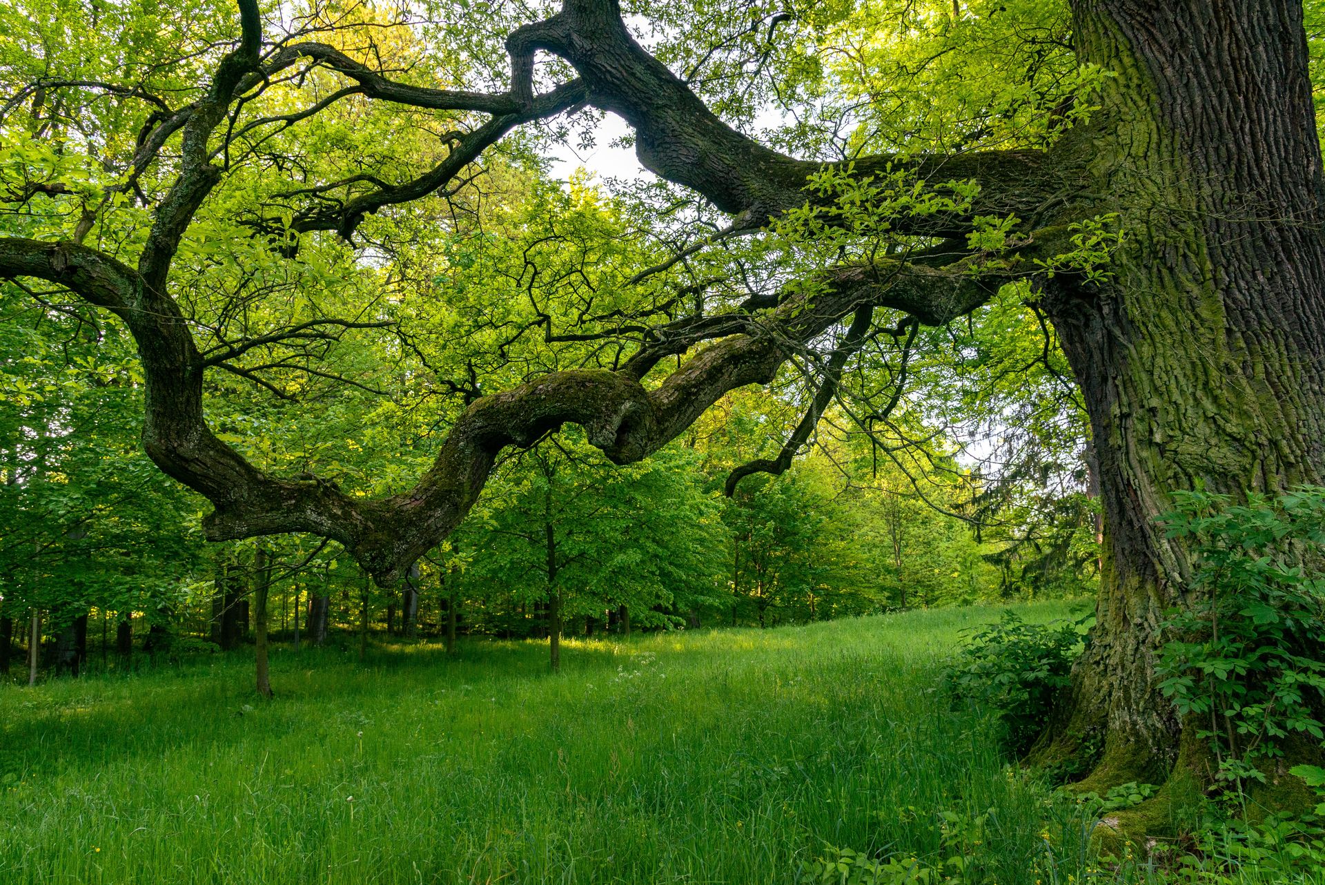Explore the serene and vibrant beauty of a sprawling oak tree in a lush green forest, perfect for nature lovers.